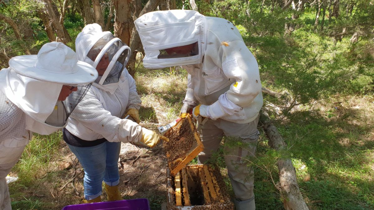 hive inspection