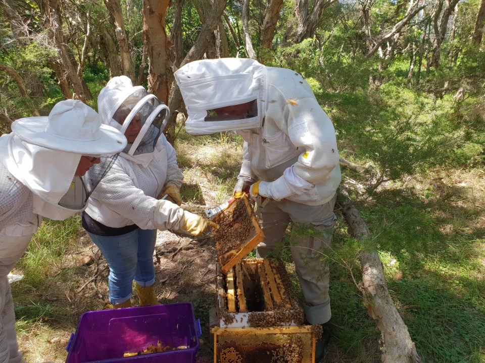 hive inspection